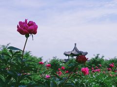 -扬州芍药园(仪征市)