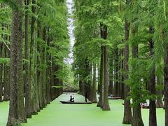 -渌洋湖湿地公园