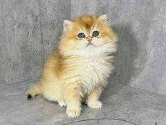-小猫来了·猫舍(红山六九七九店)