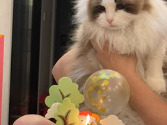 -猫十亿·布偶金渐层·曼基康矮脚猫舍(青年路店)
