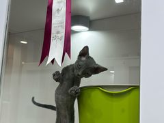 -青奢宠物·青奢猫舍