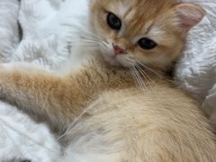-伟伟宠物医院·瑞派猫友好医院·猫科(光谷店)