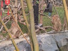 -武汉动物园