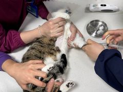 -北京观赏动物医院·24小时大型综合·猫专科·异宠专科