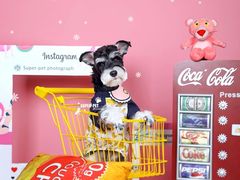 -超宠爱宠物摄影-Super pet