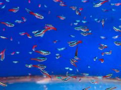 -山东柏宁水族批发广场