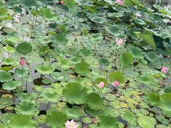 -绥化市森林植物园