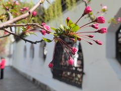 -莫愁湖公园