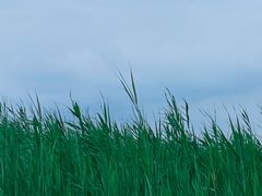 -西青郊野公园