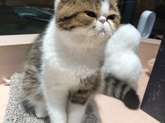-瞄一喵猫咖(格力海岸店)