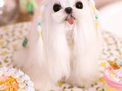 -萌宠之家·腊肠犬·马尔泰·小体犬舍