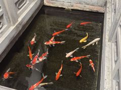 -鲤院·新中式美学·庭院餐厅(夫子庙店)