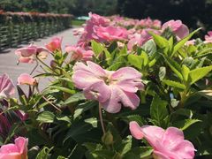-广西壮族自治区药用植物园