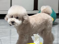 -心仪动物医院·牙专科·肿瘤·心脏科(西客站院)