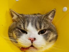 -喜多萌中农锦绣动物医院24H·猫科·牙科MRI·CT