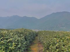 -龙坞茶村