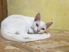 -猫色咖啡·猫咖