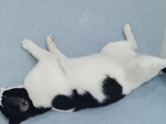 -佳怡动物医院·平价24小时·猫专科骨外科