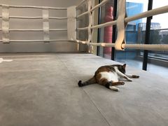 -EFL巴西柔术·综合格斗·泰拳·少儿体能训练(虹桥德必馆)