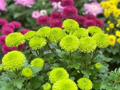 -上海共青森林公园