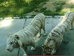 -北京野生动物园