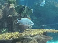 -上海海洋水族馆