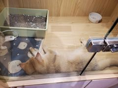 -屋虎猫馆(宝安大仟里店)