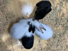 -龟与熊猫宠物公园(南坪店)