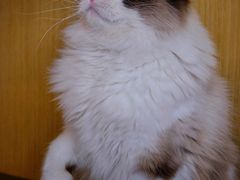 -飞行喵MR PILOT|猫舍·猫咖(静安大融城店)