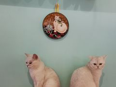 -猫小院猫主题餐厅(三里屯店)