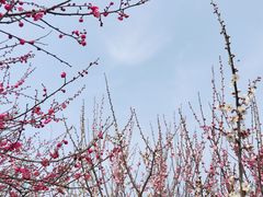 -香雪海