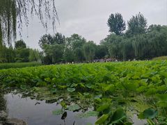 -莲湖公园