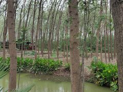 -合肥滨湖国家森林公园