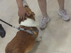 -艾贝尔宠物医院·狂犬免疫点(江山金象城店)