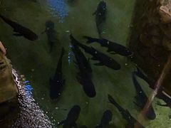 -耕渔小院·湖南鱼鲜(望城店)
