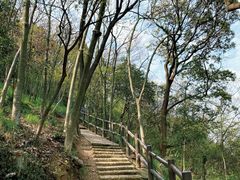 -上海佘山国家森林公园天马山园