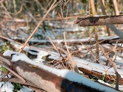 -镇江市南山风景名胜区竹林景区