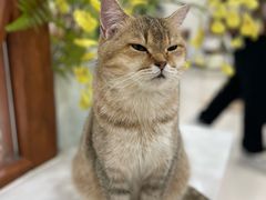 -共舞时光猫咖·狗咖(新街口店)
