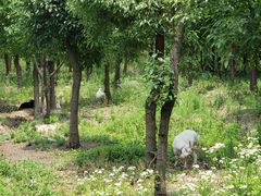 -呼吸森林·生态农庄农家乐私房菜