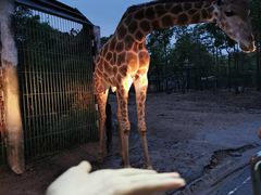 -清迈夜间动物园