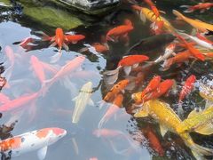 -合肥滨湖国家森林公园