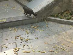 -莲湖公园