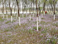 -东郊湿地公园
