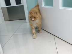 -纳吉亚猫专科动物医院博雅分院