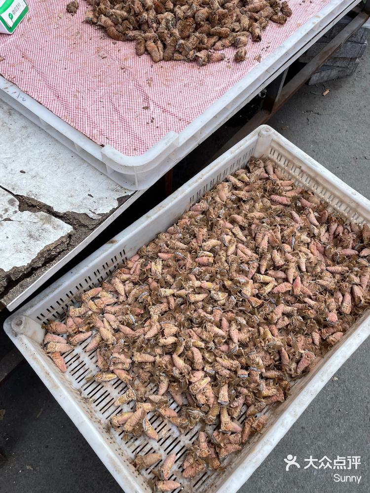 辽宁凤城的雄蚕蛾!已经下来啦-大众点评