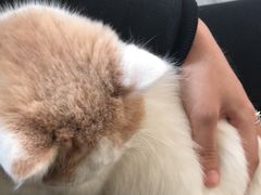 -爱侣宠医·鹦鹉专科·小型哺乳类·异宠专科(灵石路店)