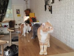 -平行世界·猫咖(首经贸店)