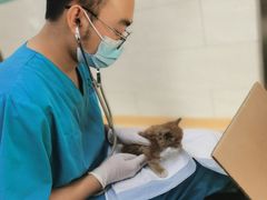 -瑞派天宁宠物医院·猫科·异宠中心