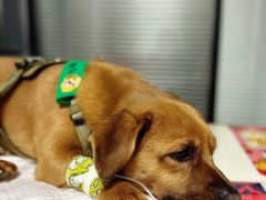 -伟伟宠物医院·CT影像中心·瑞派犬猫综合性门诊(汉口总院)