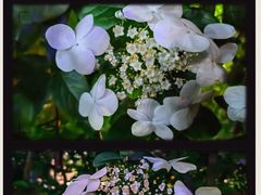 -陆家嘴中心绿地